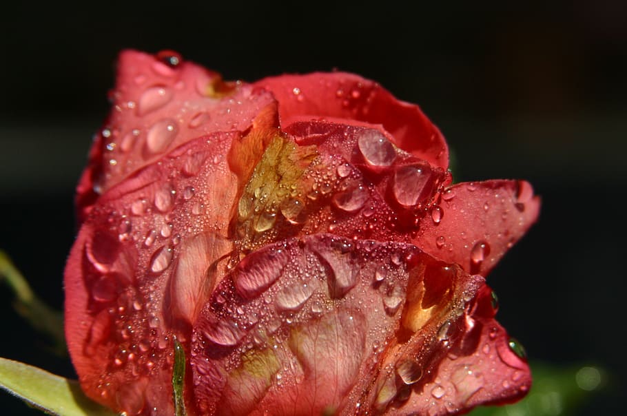 rose, dewdrops, sunlight, freshness, flower, close-up, flowering plant HD wallpaper