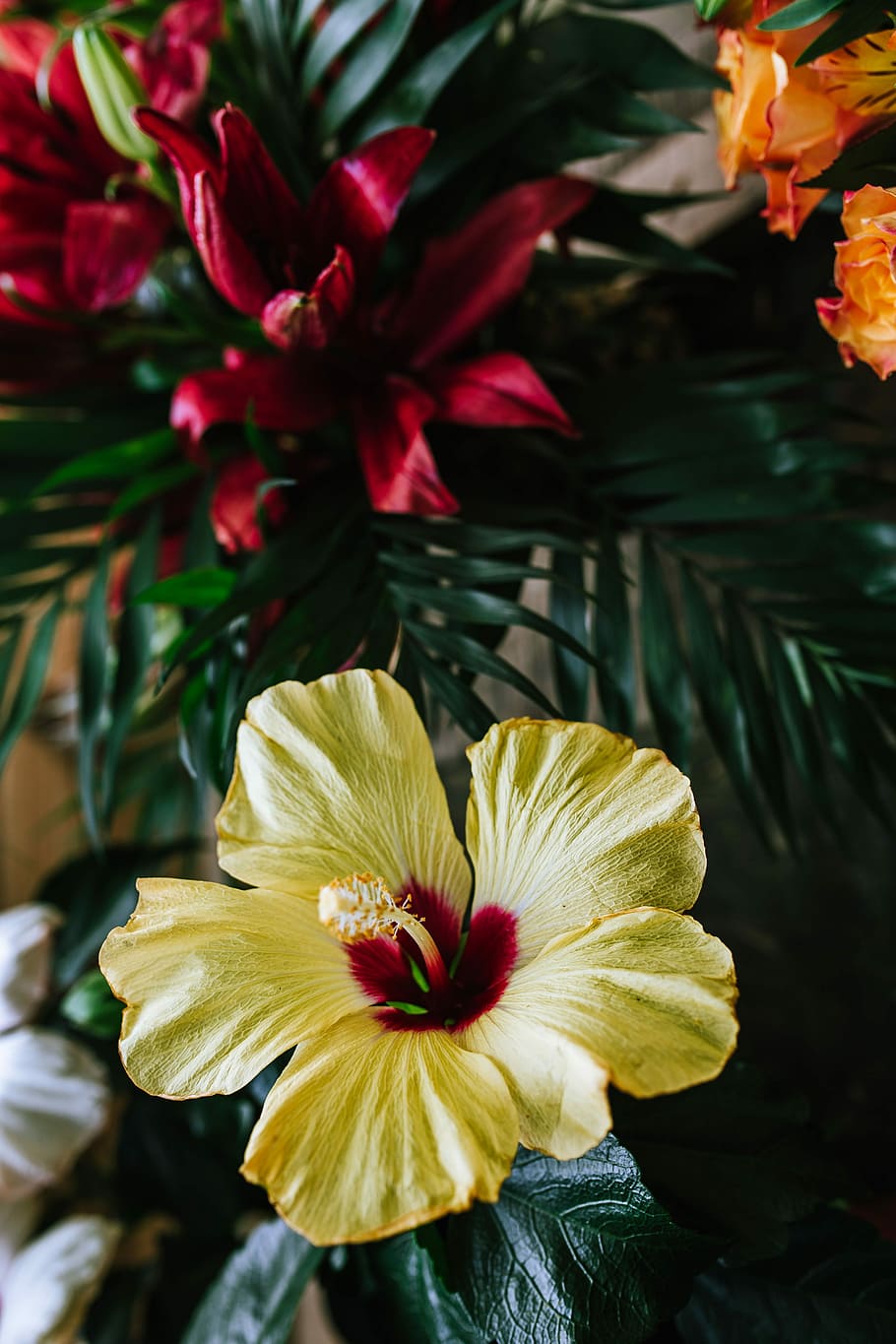Colorful Exotic Flowers and Greenery, flora, leaf, leaves, tropical HD wallpaper