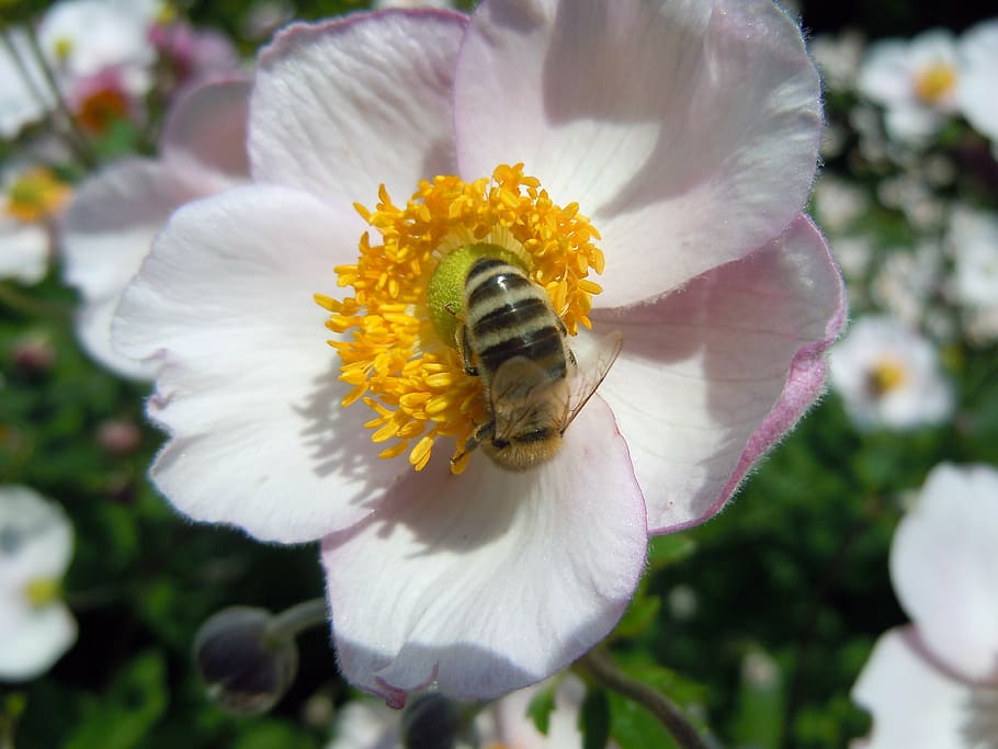 bee, insect, plant, pollen, nature, flower, pollination, honey HD wallpaper
