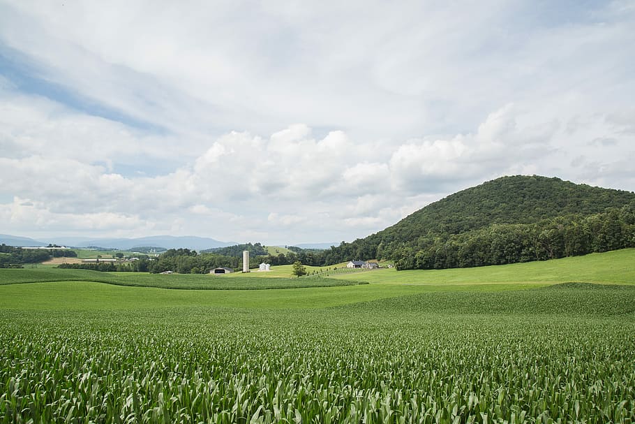 Green, Land, Sky, Blue, Nature, Field, spring, landscape, summer HD wallpaper