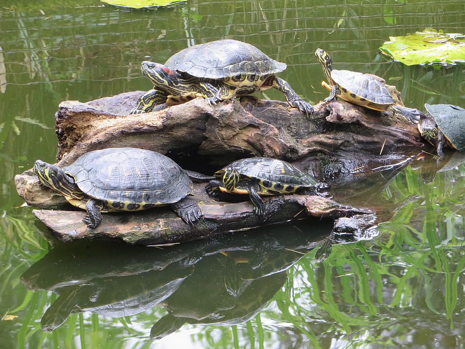 five turtles on driftwood, florida turtle, aquatic, malaria HD wallpaper