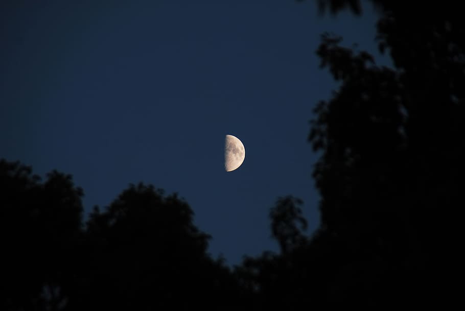 moon, sky, night, light, nature, moonlight, lunar, space, tree HD wallpaper