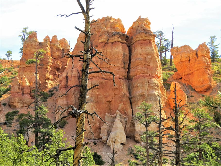 bryce canyon, utah, tree, red, sandstone, nature, rock formation HD wallpaper