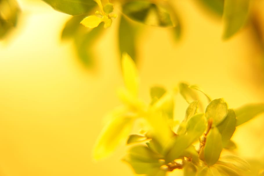 close up photography yellow petaled flower, plants, leaf, nature HD wallpaper