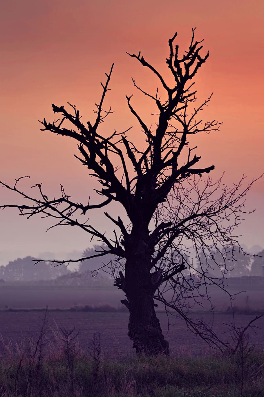 silhouette photo of bare tree, dried, lonely, field, dawn, sunrise HD wallpaper