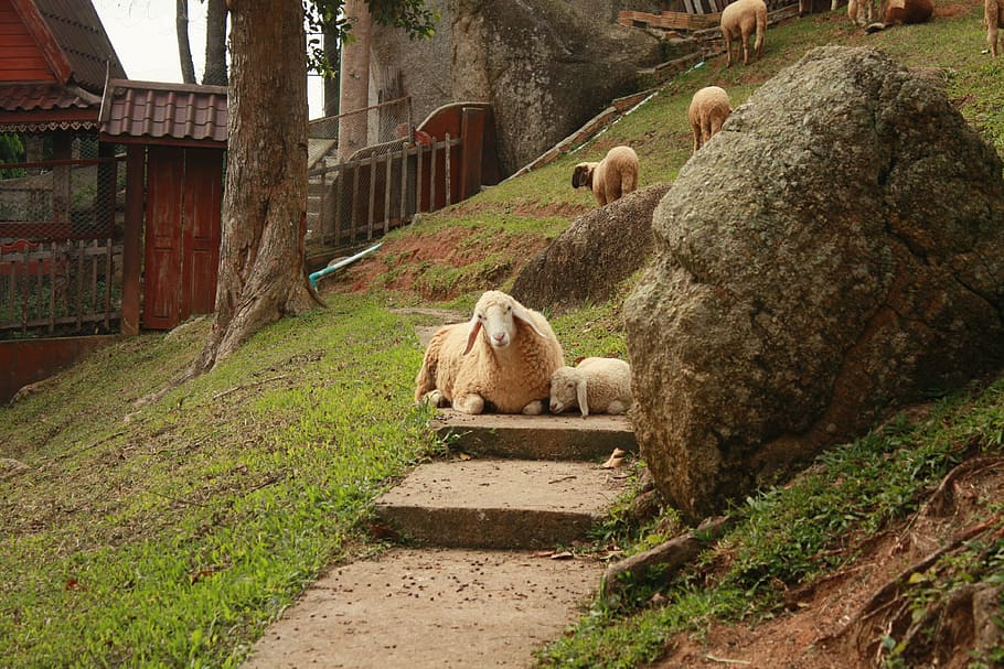 outdoors, sheeps, nature, mammal, animal themes, plant, vertebrate HD wallpaper