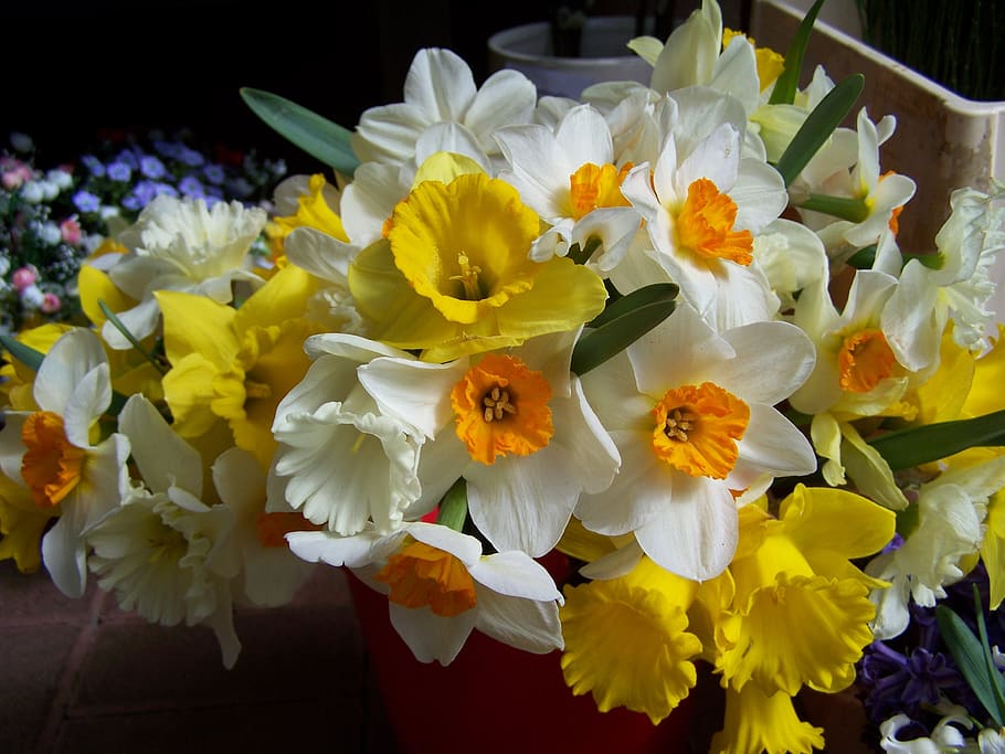daffodils, white, yellow, spring, flowering plant, freshness HD wallpaper