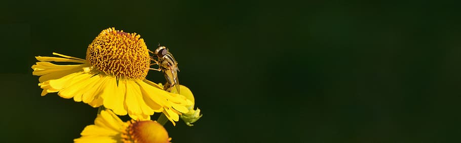 macro photography yellow cicada perched on flower, sun brews HD wallpaper