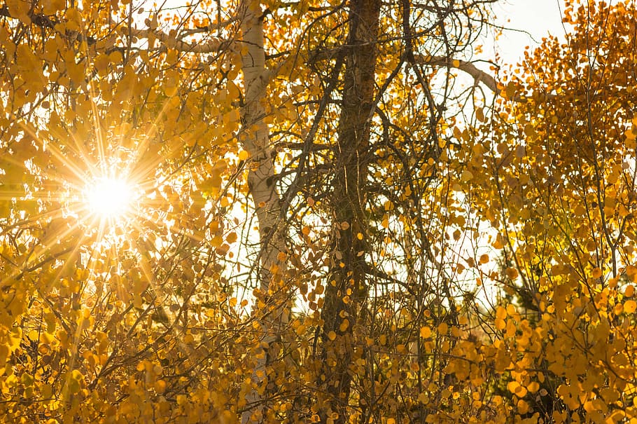 sun, fall, autumn, nature, light, foliage, yellow, landscape HD wallpaper