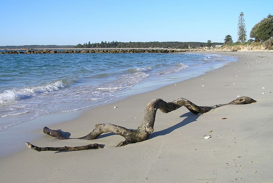 Driftwood, Log, Beach, Ocean, Shore, sand, danger, no people HD wallpaper