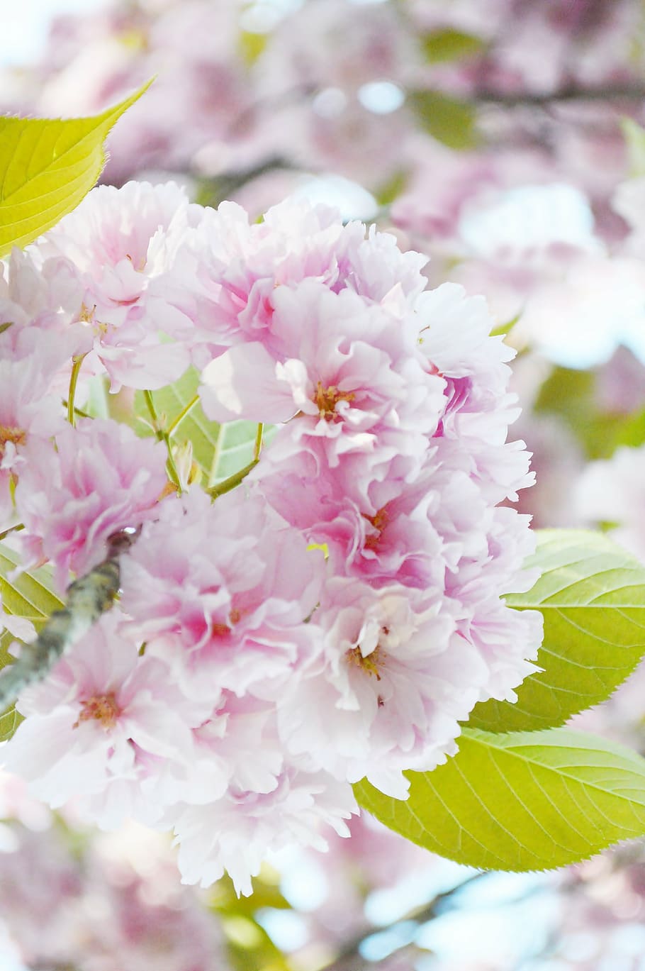 spring, street, wood, bloom, pink, green, romantic, flower HD wallpaper
