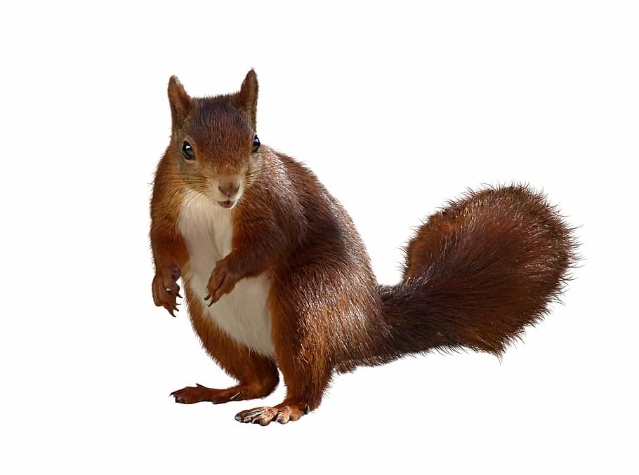 brown squirrel, animal, isolated, nager, croissant, cute, studio shot HD wallpaper