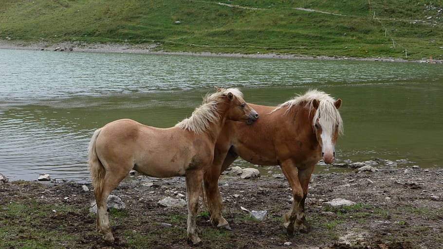 horses, animals, nature, outdoors, animal themes, mammal, pets HD wallpaper