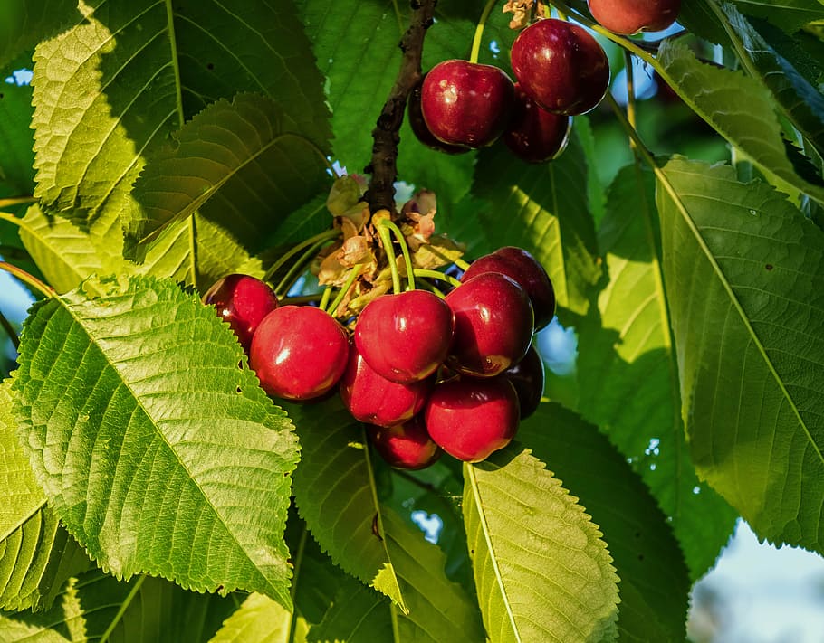 red cherry fruit lot, sweet, vitamins, summer, garden, cherry harvest HD wallpaper