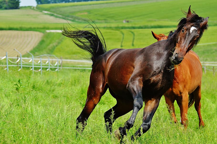 horses, for two, coupling, stallion, eat, paddock, brown, meadow HD wallpaper