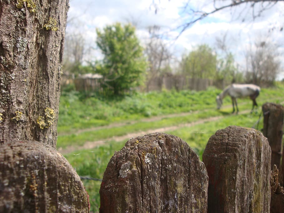 fence, green, horse, tree, plant, focus on foreground, nature HD wallpaper