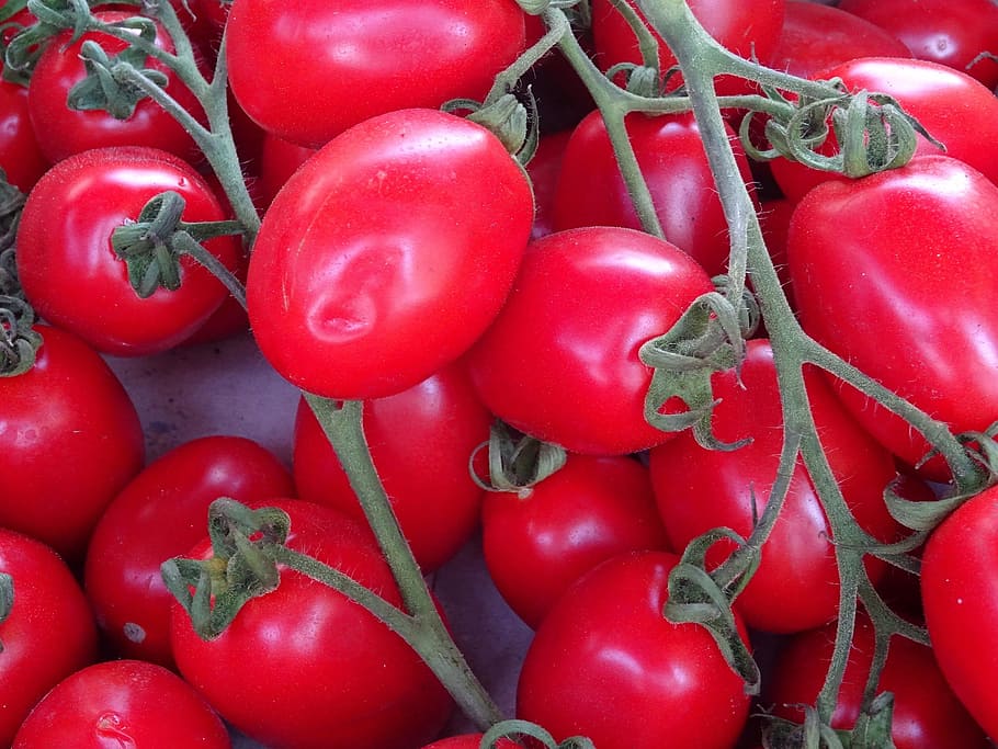 tomatoes, fresh, plum, vegetables, healthy, farmers market HD wallpaper