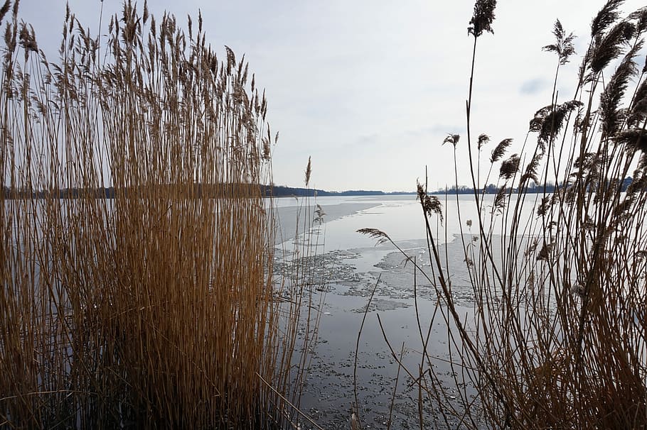 reed, nature, waters, sky, lake, tranquility, plant, beauty in nature HD wallpaper