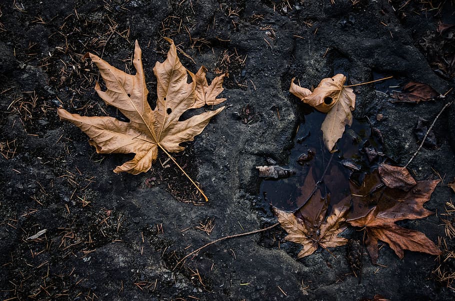 maple, brown, natural, leaf, plant part, dry, autumn, change HD wallpaper