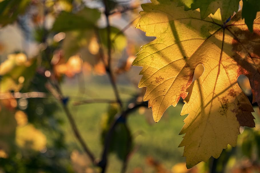leaf, screw, vineyard, campaign, autumn, yellow, vineyards HD wallpaper