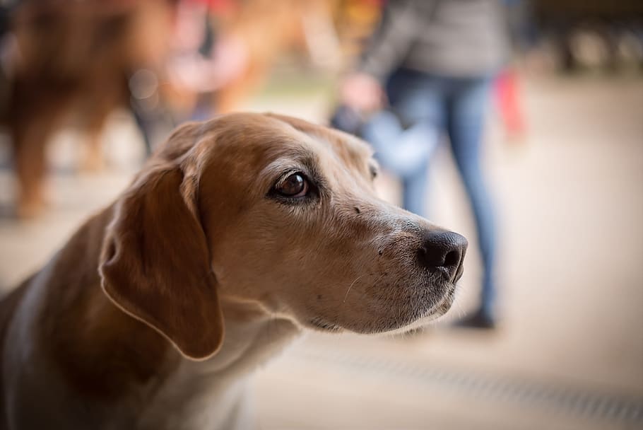 dog, begging, sad, pet, animal, good, eyes, view, friend, canine HD wallpaper