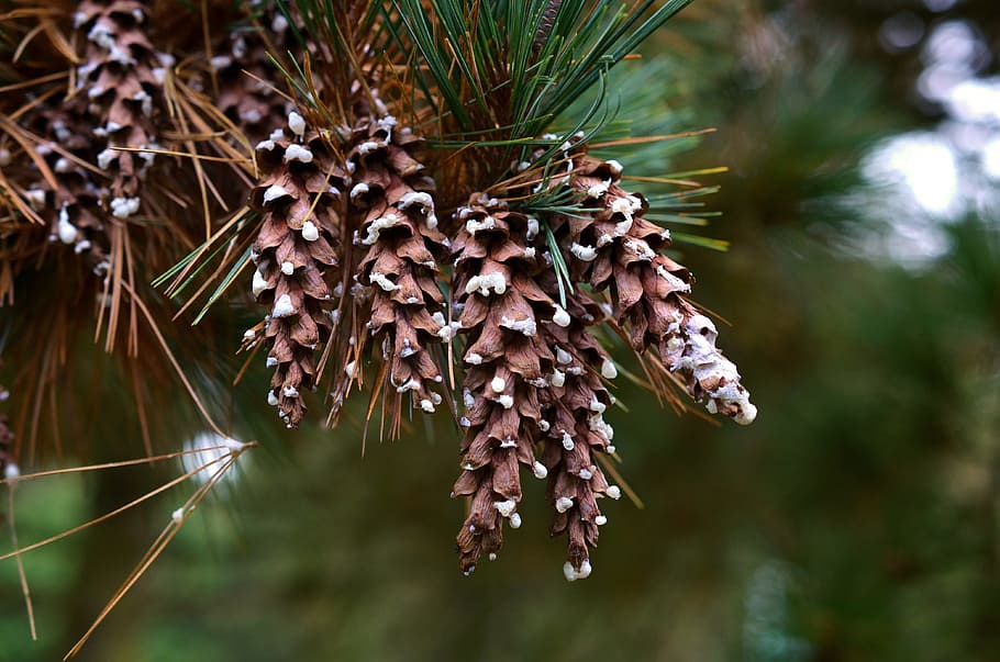 pine, pine cones, tap, tree, pine needles, scale, conifer, pine branch HD wallpaper