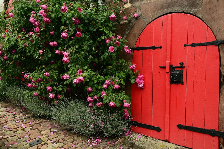red wooden door near pink petaled flowers, roses, rosebush, goal