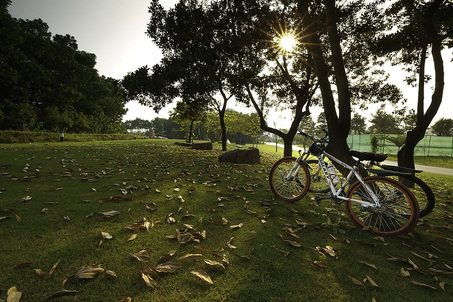 mùathu, yellow leaves, lonely, alone, there, bike, carpet grass, HD wallpaper