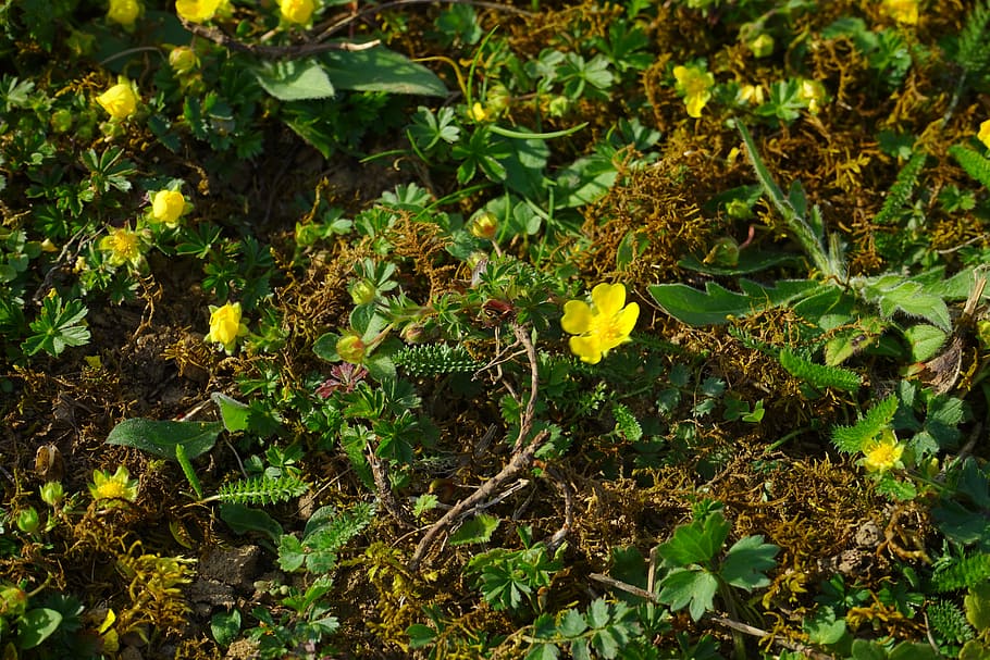 gold strawberry, ground cover, flower, blossom, bloom, yellow, HD wallpaper