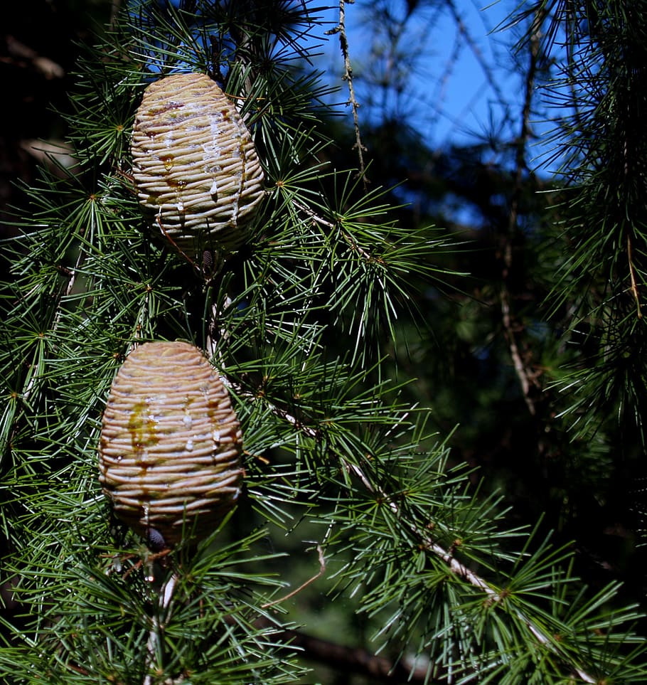 evergreen, tree, cone, pine cone, nature, seed, plant, close-up HD wallpaper