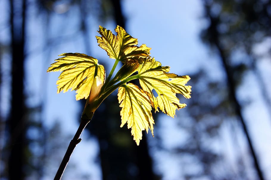 maple leaf, leaves, tree, forest, green, plant, yellow, beauty in nature HD wallpaper
