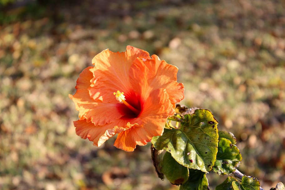 Page 2 | orange hibiscus 1080P, 2K, 4K, 5K HD wallpapers free download