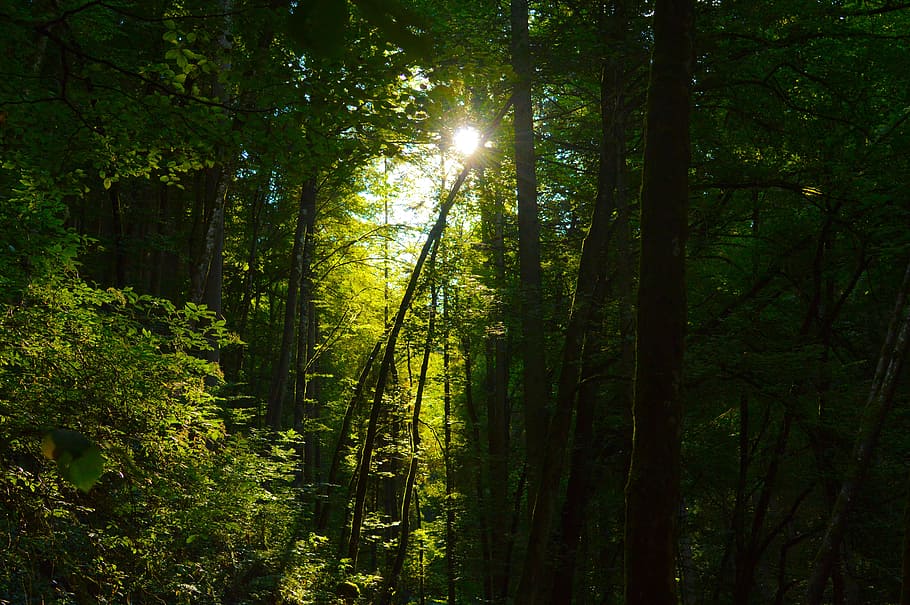 forest during daytime, sun, light, romantic, atmospheric, bill HD wallpaper