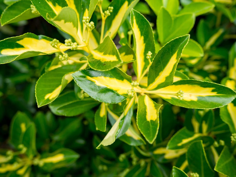Green Leaves Macro, focus, shadows, yellow, Nature, Summer, leaf HD wallpaper