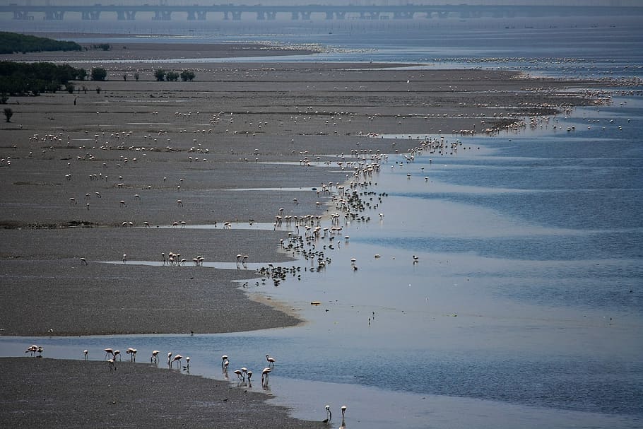 flamingos, bird, feeding, marsh, creek, tidal, fauna, water HD wallpaper