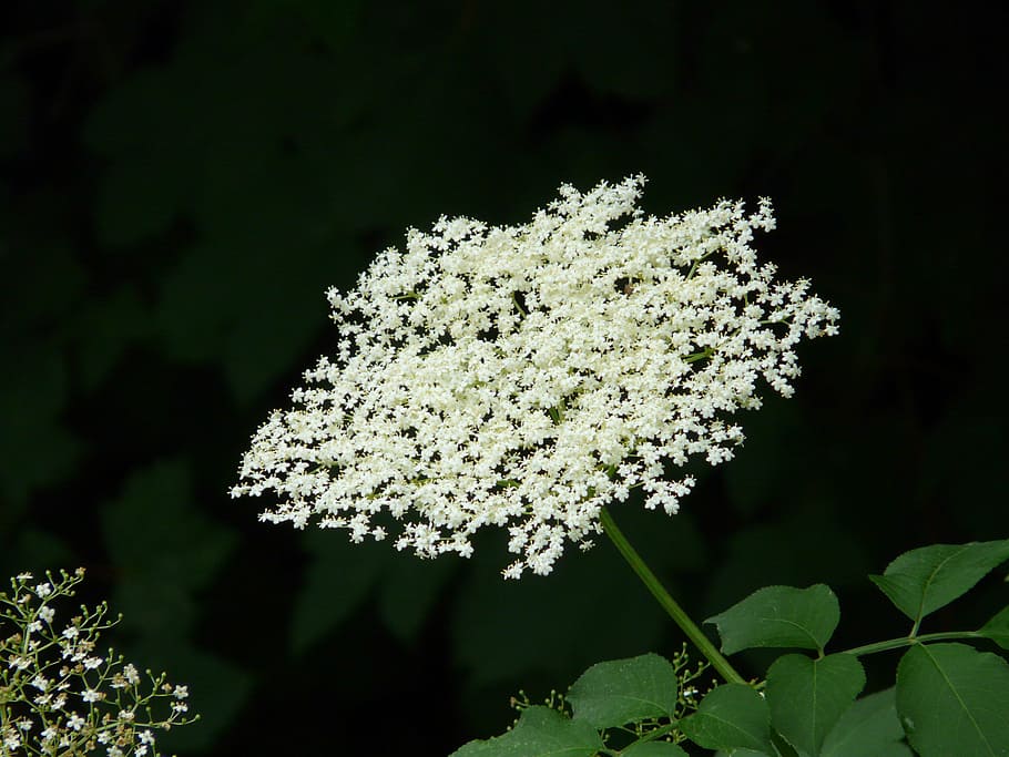 blossom, bloom, white, black elderberry, bush, tree, nature HD wallpaper