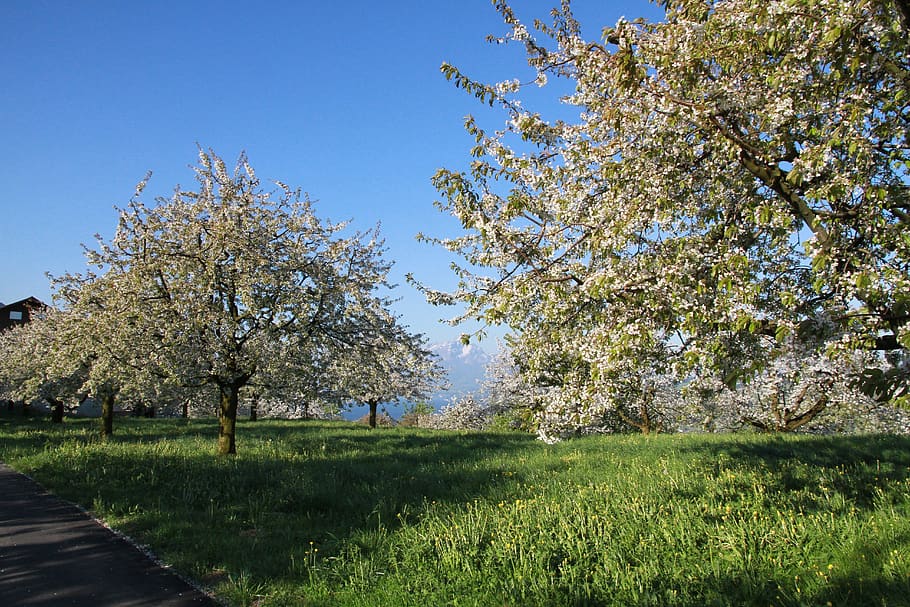 cherry trees, flowers, spring, plant, grass, growth, beauty in nature HD wallpaper