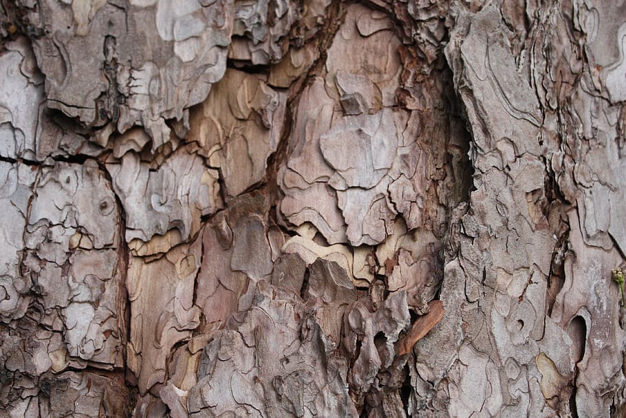 wood, tree, nature, texture, full frame, backgrounds, textured HD wallpaper