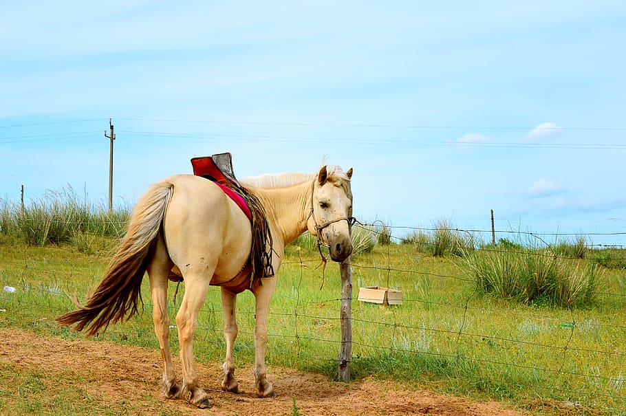 inner mongolia, horse, mammal, animal themes, domestic animals HD wallpaper