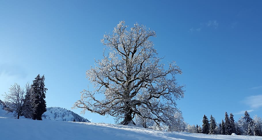 white leafed trees during daytime, snow, winter, cold, frost HD wallpaper