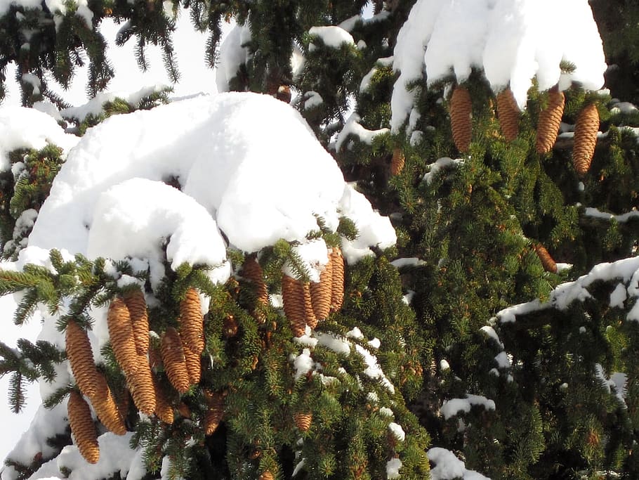 Branch, Cold, Cone, Cover, Covered, evergreen, fir, frost, nature HD wallpaper