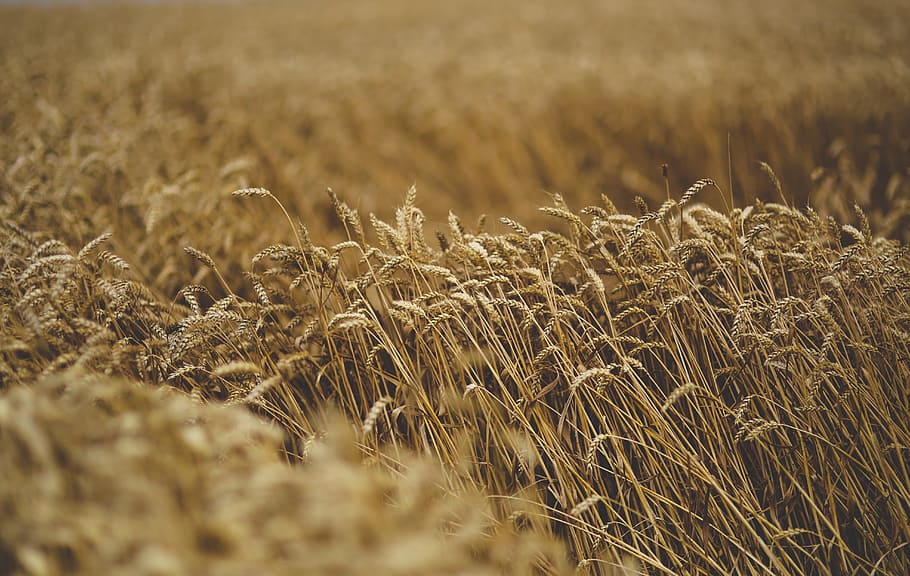 Cereal, Grain, Moving, Wind, Nature, agriculture, field, cereal plant HD wallpaper