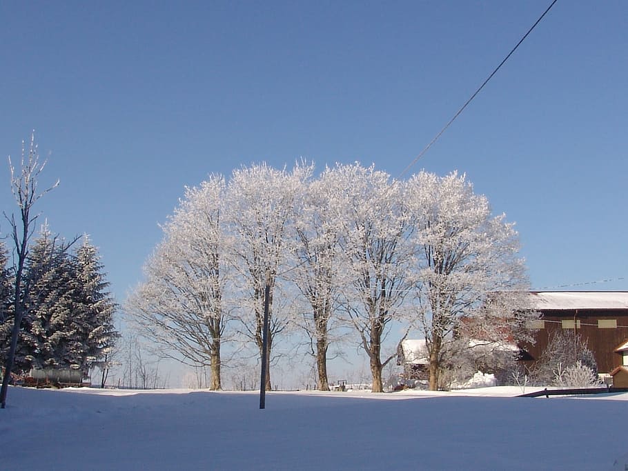 nature, winter, tree, snow, cold - Temperature, outdoors, season HD wallpaper