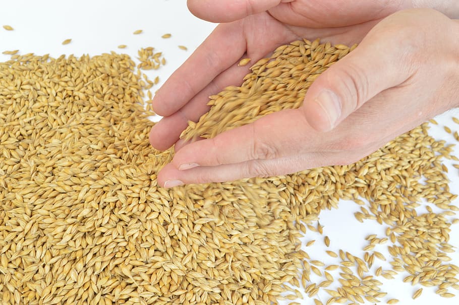barley, hands, grains, seed, food, agriculture, cereal Plant HD wallpaper
