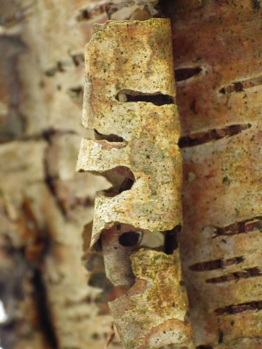 macro, nature, close up, tree, bark, close-up, metal, no people HD wallpaper