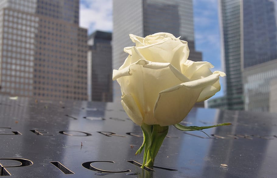 closeup view of white rose, ground zero, world trade center, manhattan, HD wallpaper
