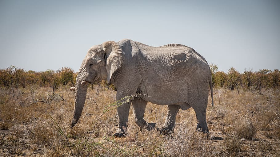 namibia, outdoors, landscape, travel, africa, climate, etosha HD wallpaper