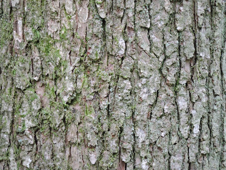 bark, tree, texture, wood, rough, trunk, surface, textured HD wallpaper
