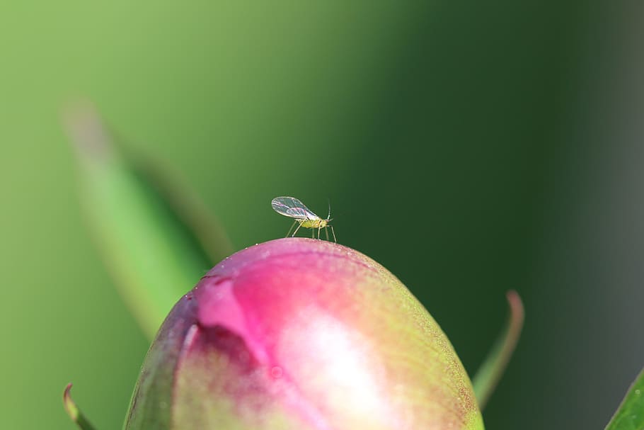 pentecost, peony, fly, closed, insect, invertebrate, one animal HD wallpaper