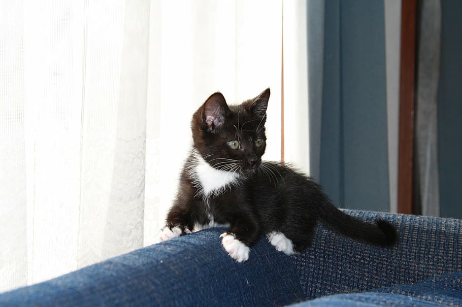 kitten, young cat, cute, animal, domestic, kitty, pet, fur HD wallpaper